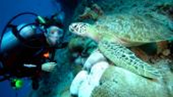 Scuba Dive Cairns Mike Ball Liveaboard Turtle and Diver.